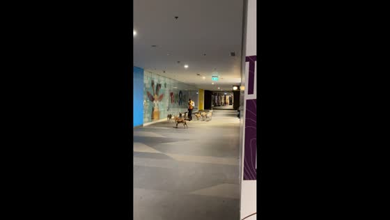 Mall security guard followed by stray dogs in Philippines