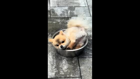 Puppy takes a dip in water bowl in Hebei, China