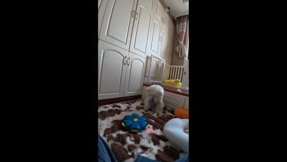 Dog startled by light-up toy in Jiangsu, China