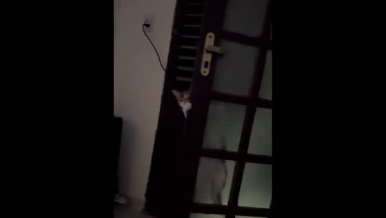 Cat opens door in Casserengue, Brazil