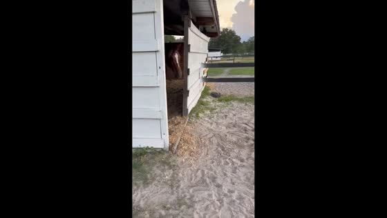 Playful colt tumbles after jumping on horse in Hilliard, Florida, USA