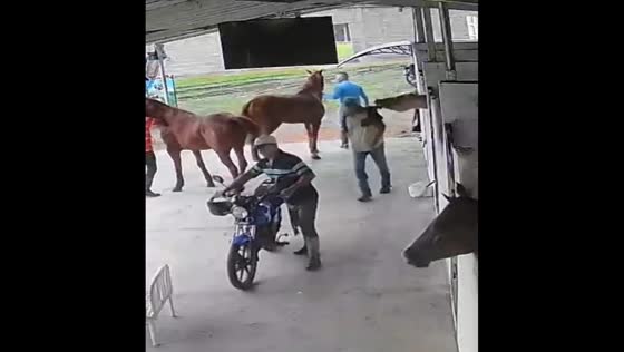 Horse pulls man into cage in unexpected moment in Barinas, Venezuela