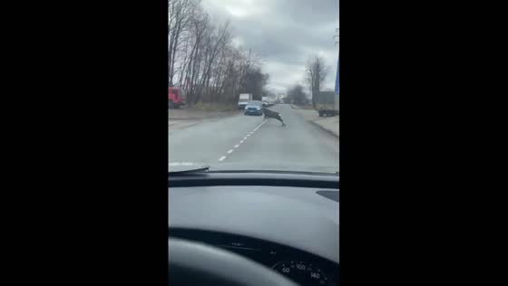 Deer narrowly avoids collision with car in Mytishchi, Russia