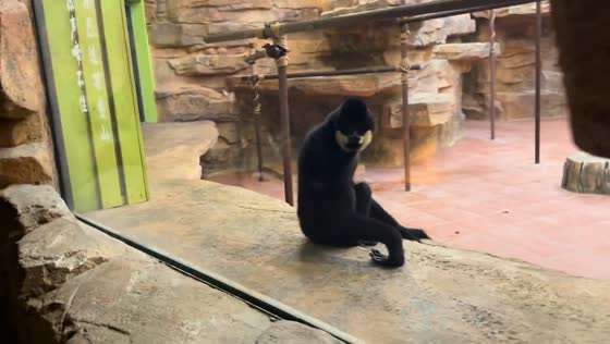 Spectacled langur monkey frightens child in Beijing, China