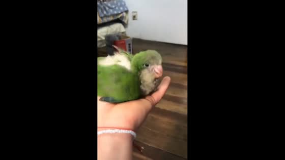 Green parrot flaps wings and responds to owner in Santiago, Chile
