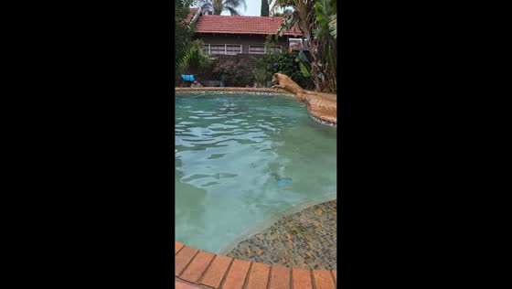 Boxer dog jumps into pool trying to “rescue” swimmer in Benoni, Gauteng, South Africa