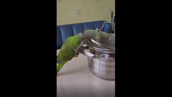 Intelligent parrot masters the art of lid liberation: savors culinary delight!