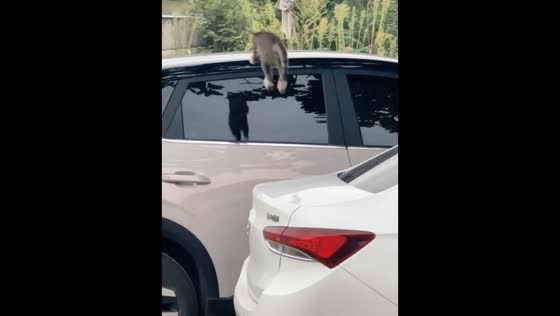 Cat misses a jump and slides off a car window in Hunan, China