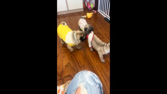 Small pug gets undressed by friends in Heilongjiang, China
