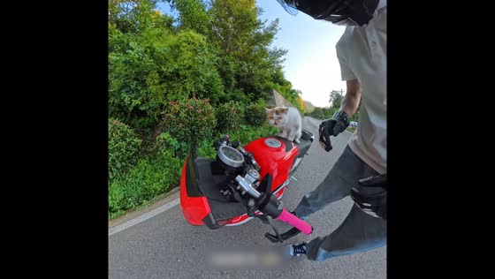 Cat jumps off motorcycle while chasing a dog in Hanzhong, China