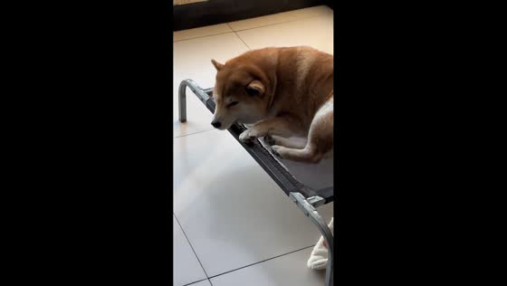 Dog experiencing continuous hiccups in Hebei, China.