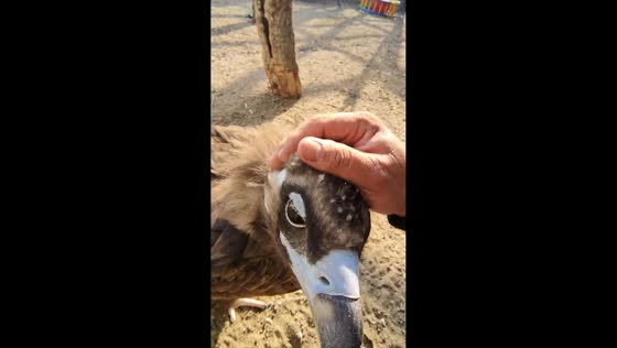 Curious vulture interacts adorably with caretaker in Tangshan, Hebei, China
