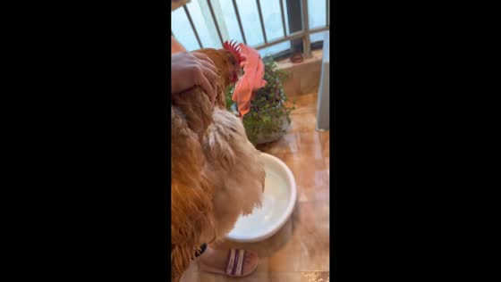 Chicken bathed and dried by owner in Shandong, China