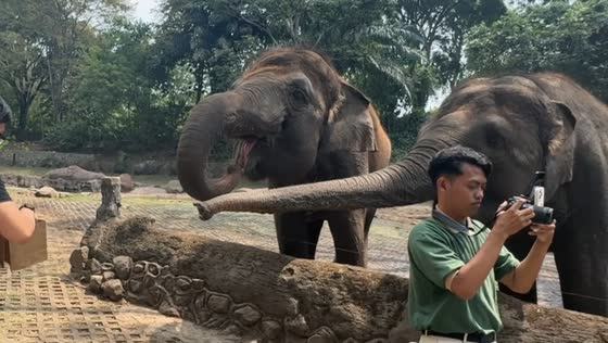Greedy elephant hilariously blocks companion from getting food in Hubei, China