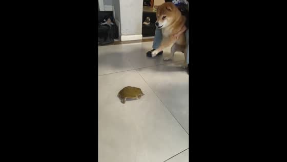 Dog reacts nervously to softshell turtle in Zhejiang, China