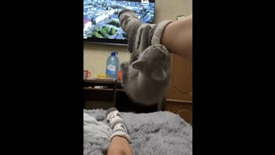 Cute kitten Tucha playfully bites owner's leg in hilarious display of affection