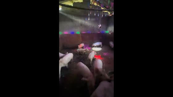Piglets enjoy playful “party” with music and lights in Yunnan, China