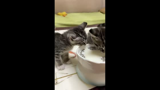 Two kittens eat from bowl while one licks the edge in Sichuan, China