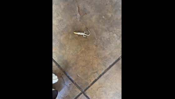 Cat bites lizard, dog tries to snatch, kid rescues: Quilpué, Chile video