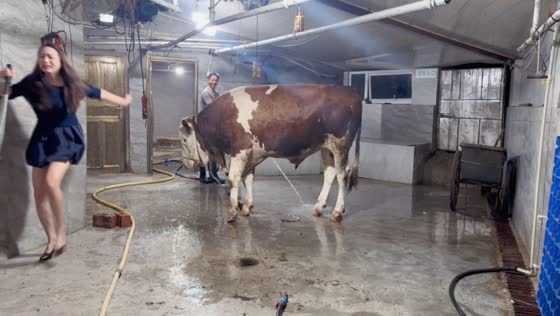 Woman runs from Simmental bull in Sichuan, China