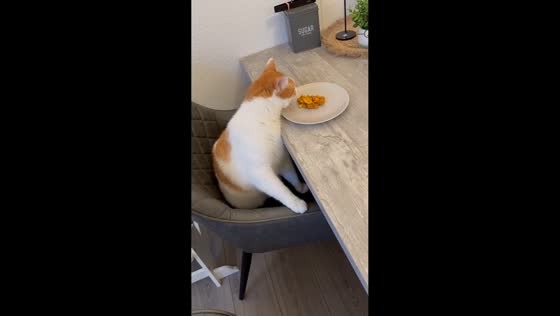 Adorable family lunch with their cat in Wabern, Germany