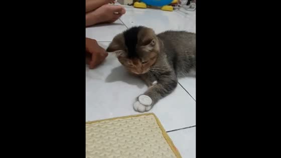 A Smart Cat Captivates Audiences with Coin Tricks in Indonesia