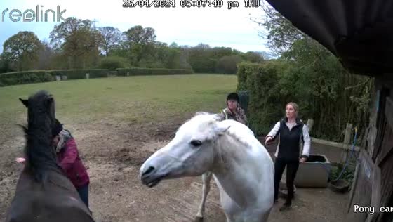 White horse attempts to bite black horse, woman knocked over in Stevenage