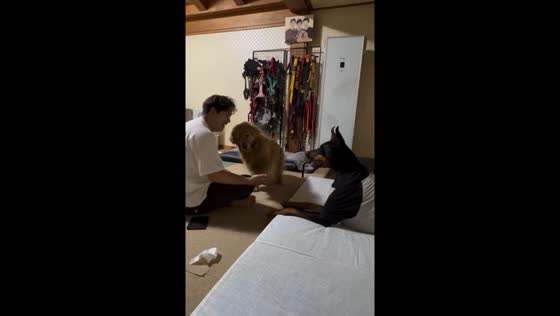 Quick paw wins the treat: hilarious dog duel in Gwangju-si