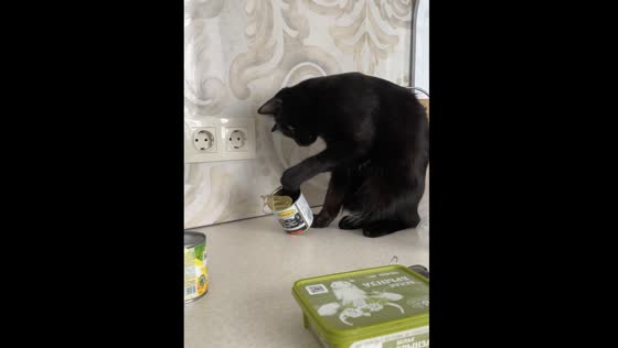 "The Olive-Obsessed Cat Lexus" - A Year and a Half of Feline Love for Olives!