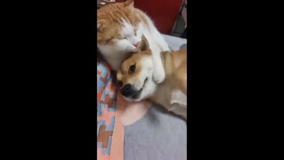 Cat and dog share warm, affectionate moment in Liaoning, China