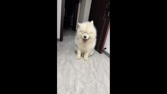Sleepy Samoyed struggles to wake up in Jilin, China