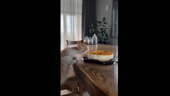 Cat licks cheesecake from plate in St Petersburg