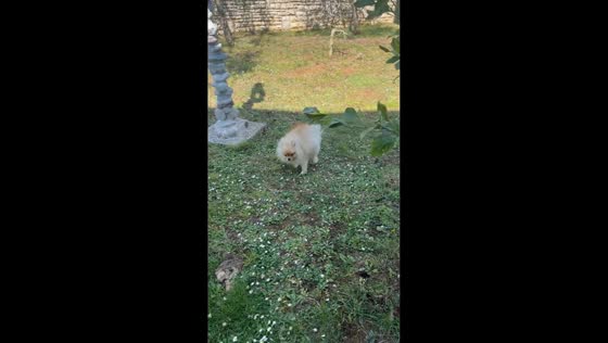 Tiny dog hilariously battles strong winds in Peroj, Istria, Croatia