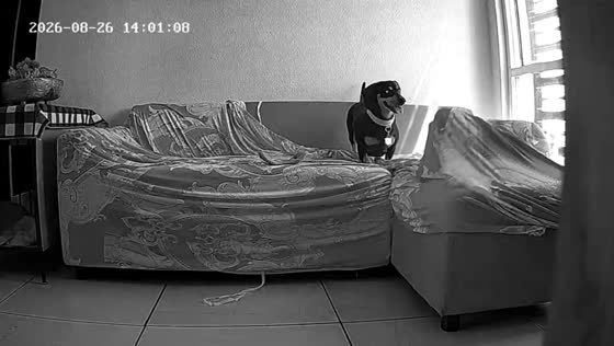 Dog hilariously gets trapped inside sofa cover while playing in Tijuana, Mexico
