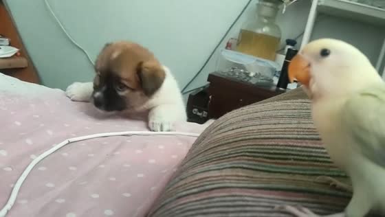 Dog plays with pet bird before falling off bed in China