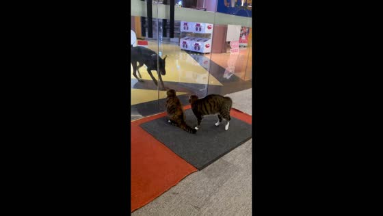 Cats startled by a doberman in Guangdong, China