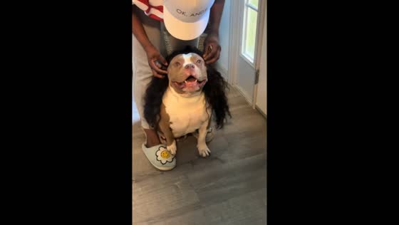 Dog wears wig in Winter Haven, Florida