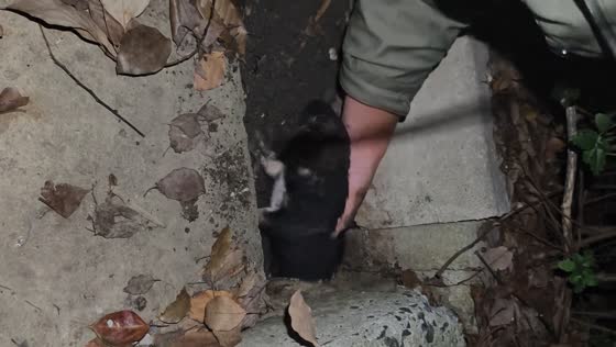 Man digs to rescue puppy trapped in sewer in Jiangsu, China