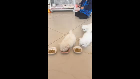 Puppies rush to food as boy opens cage in Jiangsu, China