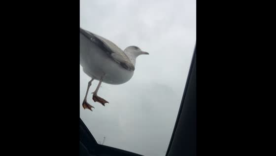 Curious seagull steals French fry from sunroof in Kawartha Lakes, Canada