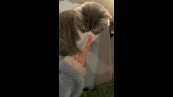  Cat startled by static electricity in Jiangsu, China