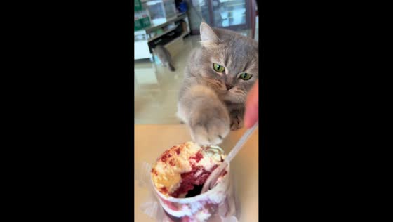 Determined cat tries to steal cake in Chongqing, China