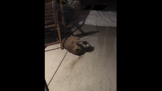 Young mountain lion attacks skunk in Horseshoe Bend, Idaho
