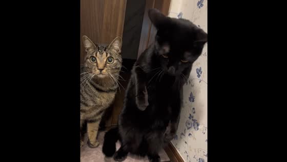Two cats jump back in startled reaction