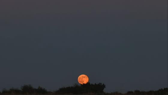 Supermoon glows over the horizon in Midlothian, Texas, USA