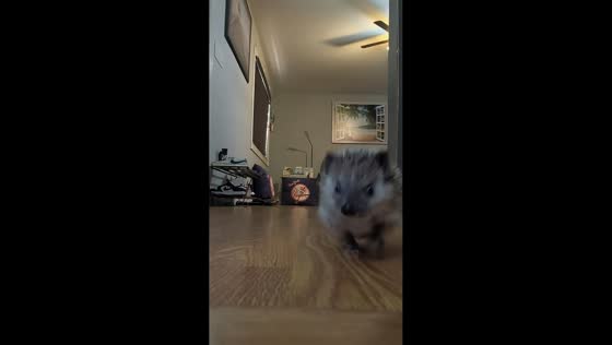 Curious hedgehog sniffs around camera in Brick, USA