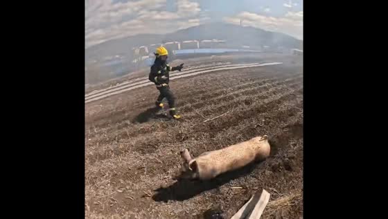 Running pig startles firefighters in rural Jilin, China