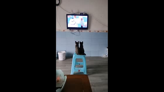 Two cats share a stool while watching TV in Chongqing, China