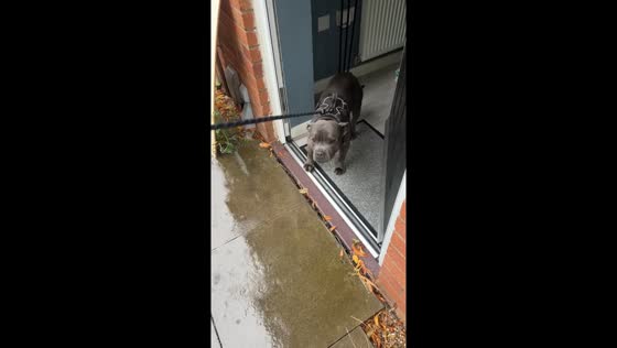 Dog refuses to go out in the rain in Nottingham, England, UK