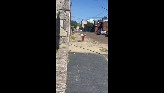 Golden retriever adorably delivers a flower bouquet while running in Entre Ríos, Argentina